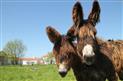 Baudets du poitou MMD