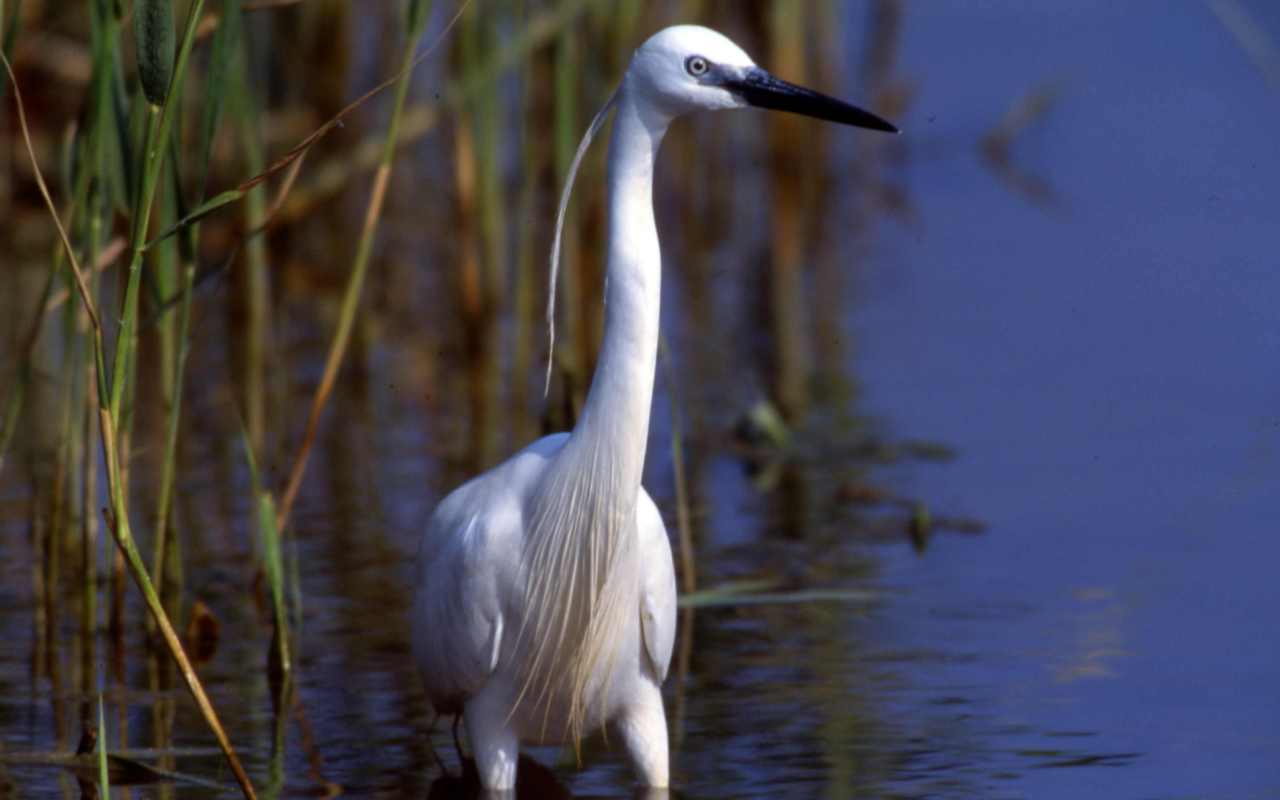Pays des Olonnes PUB-aigrette-garzette-Olivier-Penard