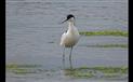 avocette-elegante-L-Ile-d-Olonne-ADEV