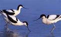 avocettes-A-lA-gantes-Olivier-Penard