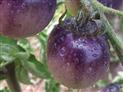 le-potager-extraordinaire-la-mothe-achard-85-pcu-14