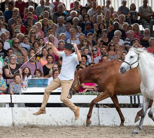 spectacle_haras_vendee_2