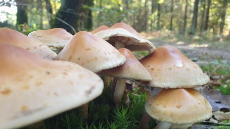 Promenons-nous dans les bois - En forêt d