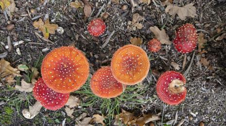 Journée champignons Le 19 oct 2024