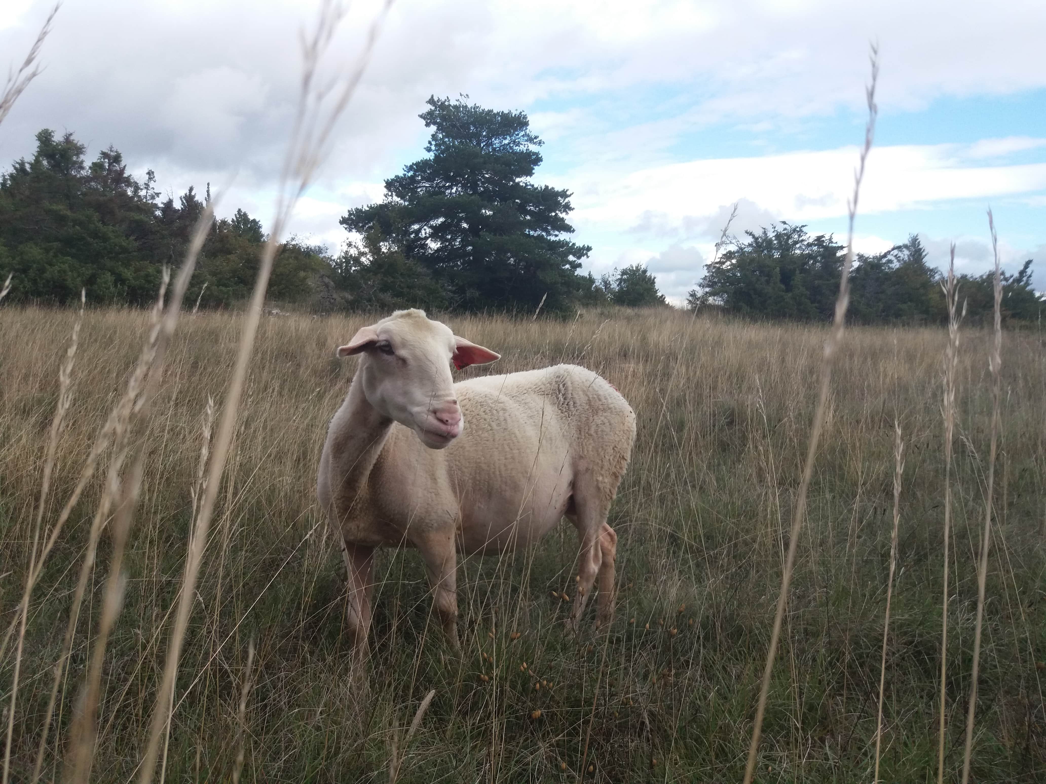Larzac !