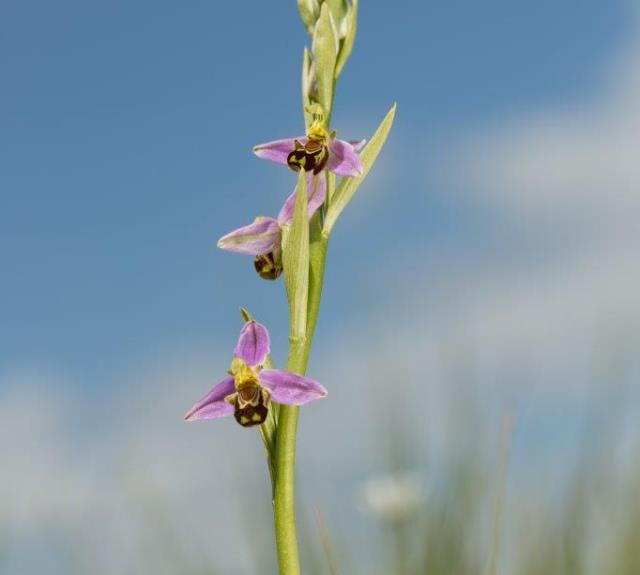 13_Ophrys apifera-Ophrys abeille