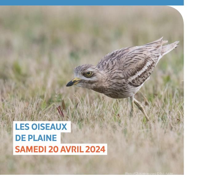 LPO Sud VendéeTerres_d_oiseaux-Nalliers-Affiche event oedicnème