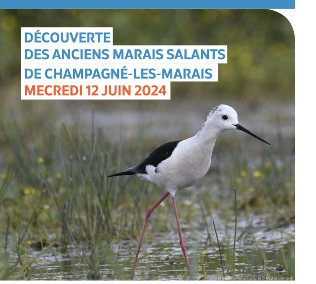 LPO85_Terres_d_oiseaux-Champagné-les-Marais-Affiche photo échasse blanche