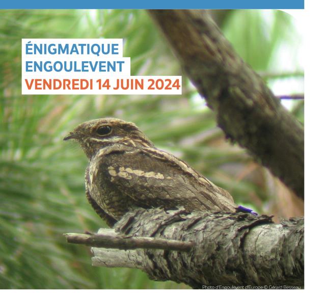 LPO85_Terres_d_oiseaux-L'Aiguillon-la-Presqu'île-Affiche photo d'Engoulevent