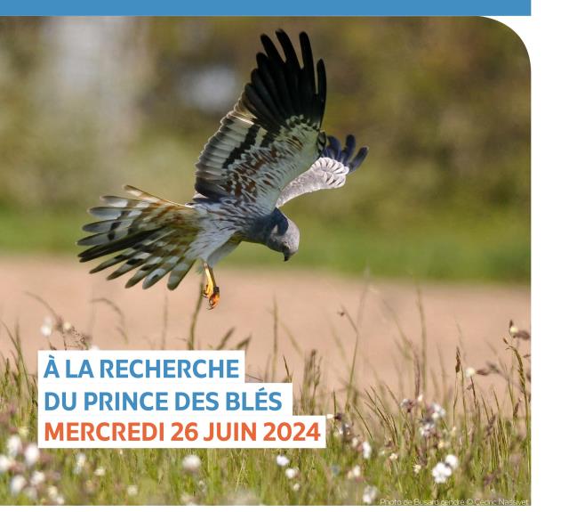 LPO85_Terres_d_oiseaux-Nalliers-Affiche photo de busard cendré