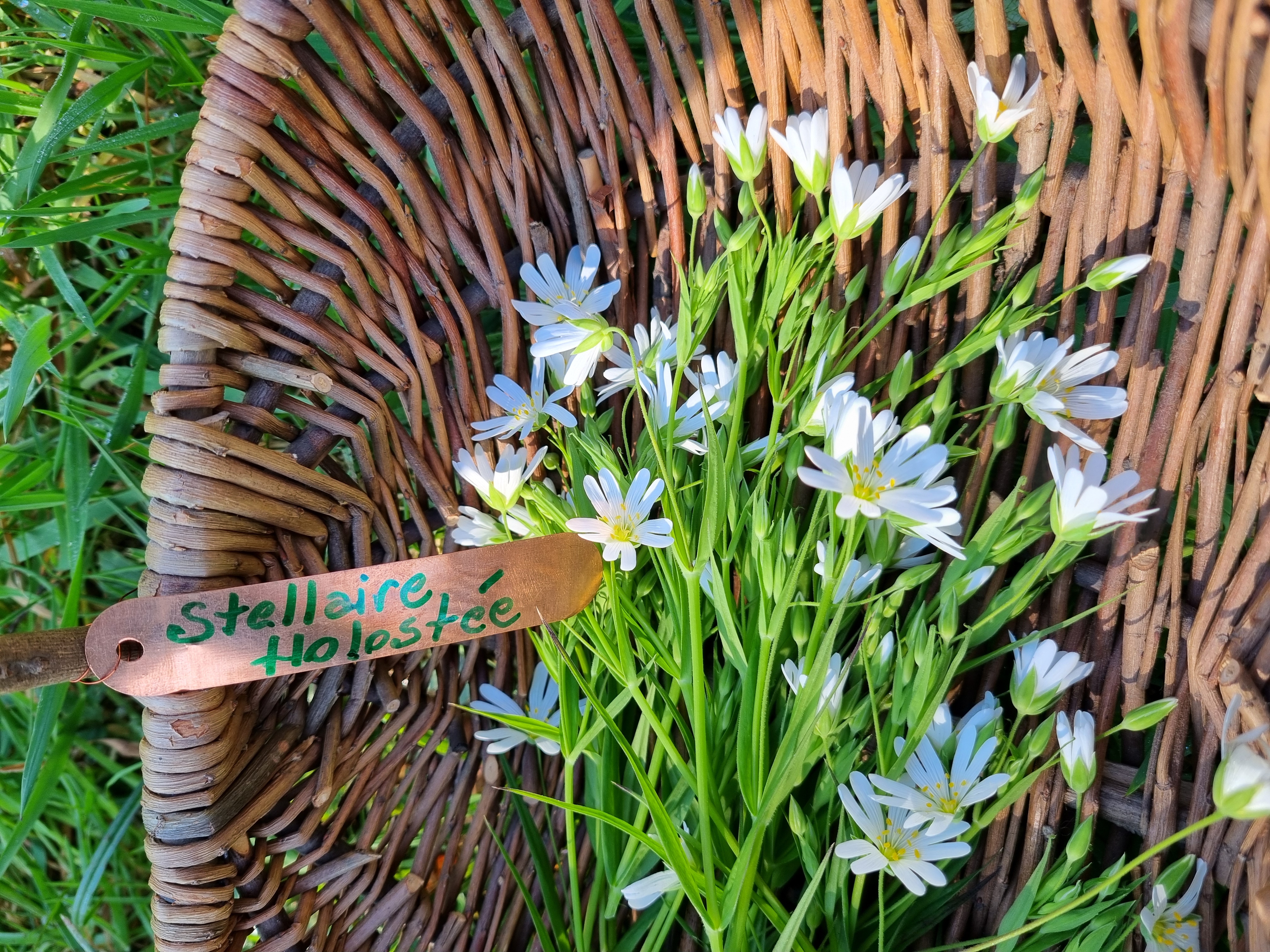 Sauvages de Saison