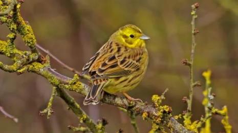 LE MONDE DES OISEAUX FACE AU RÉCHAUFFEMENT CLIMATIQUE Le 15 avr 2025