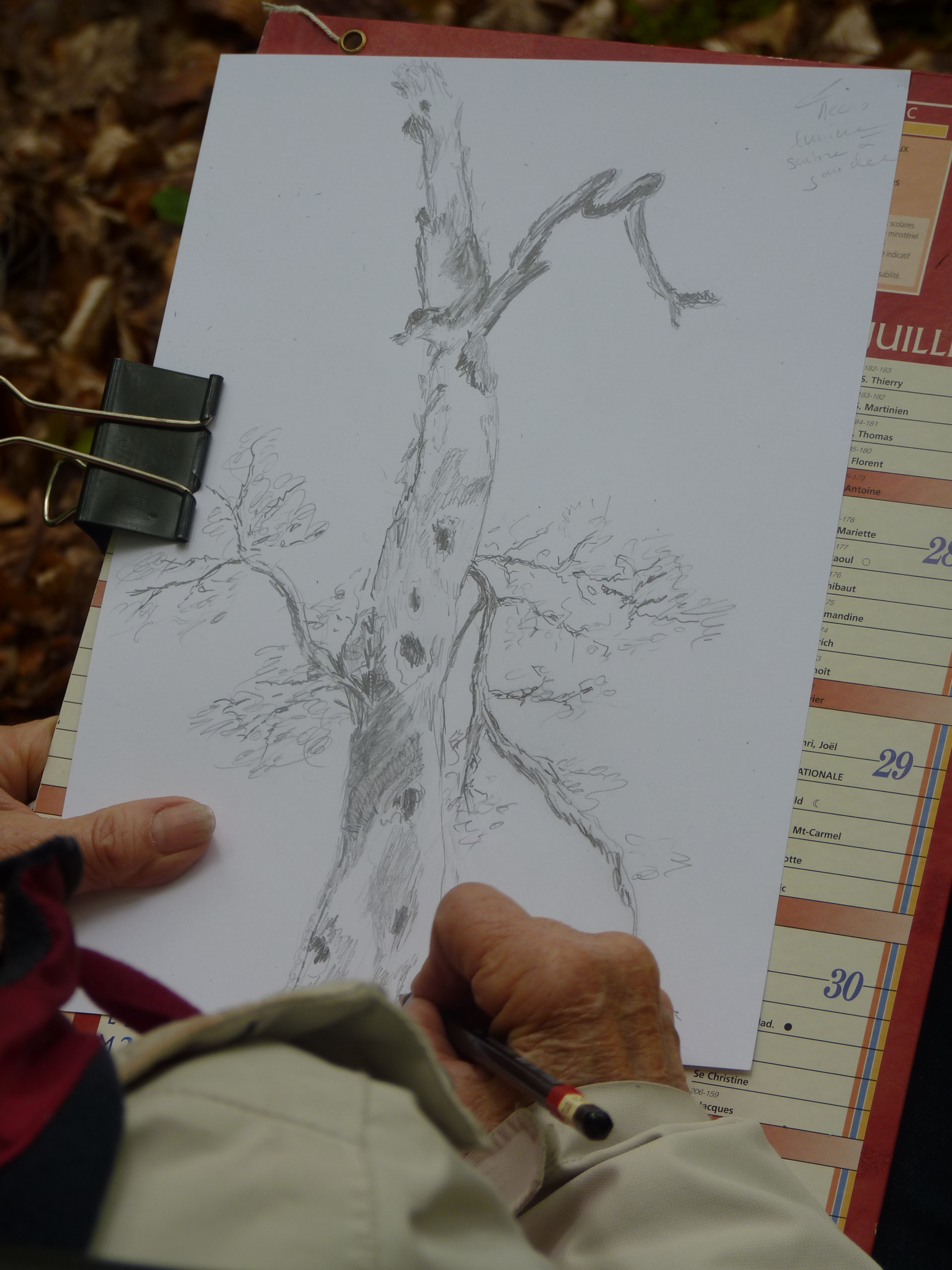 Atelier nature « Dessin forestier »