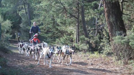 Randonnée en chiens de traineau