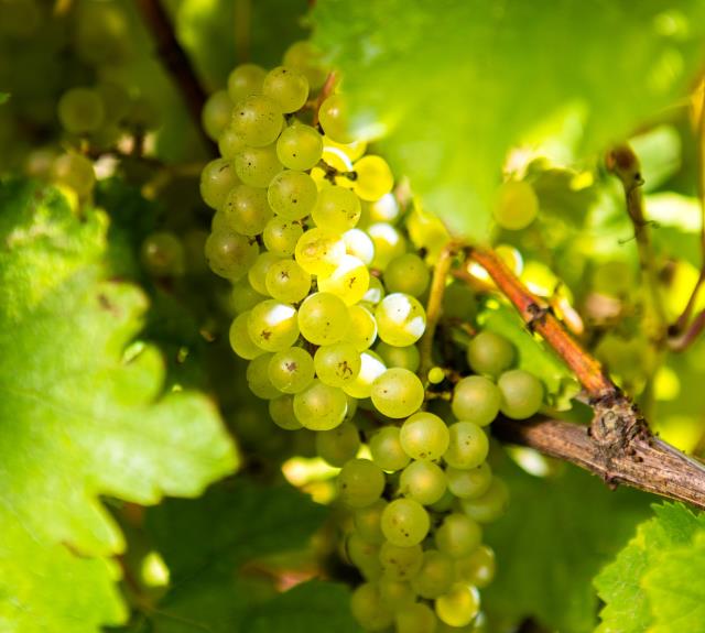 Vignoble Epiard