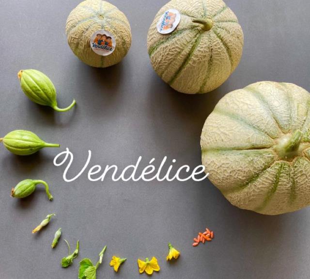 Développement melon Vendélice