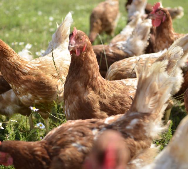 Ferme de la Goulpière à Olonne sur Mer - Ferme-la-Goulpiy-re-96-