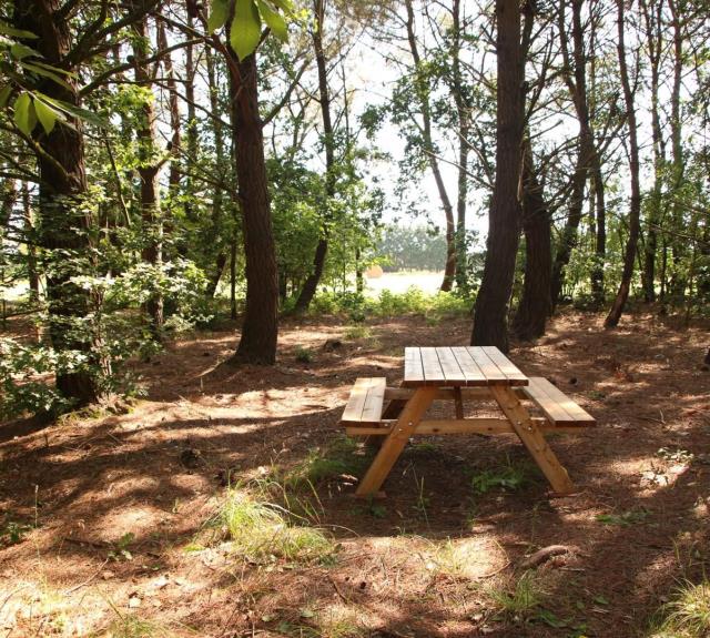 Pinède privée de 7000 m² avec table forestière_20