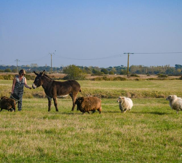 Anisse et nos quatre moutons._19