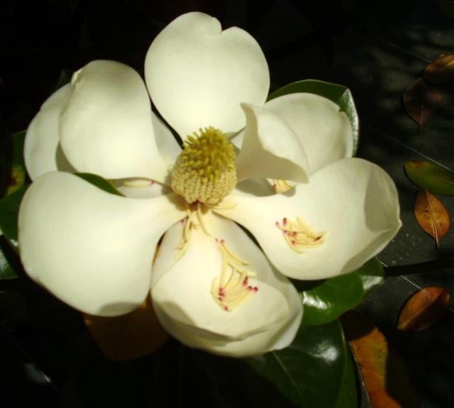 Parfum subtil des fleurs du magnolia._15