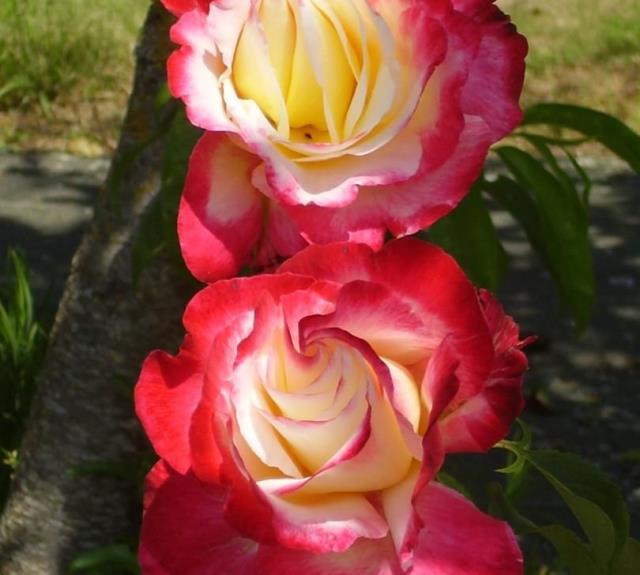 Roses au parfum enivrant.._16