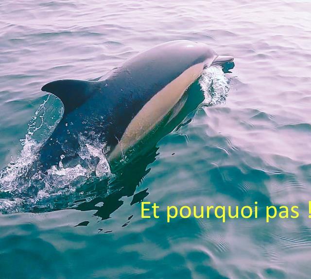 ESCAPADE MARINE-L'AIGUILLON-LA-PRESQU'ILE-dauphin