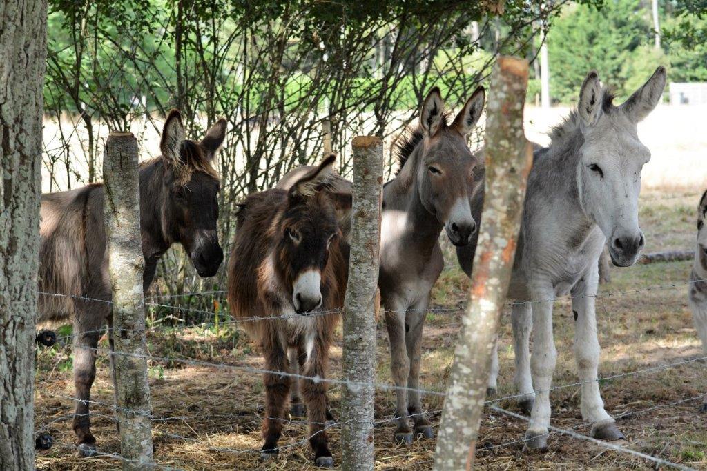 Le Relais des Anes Commequiers (7) Le Relais des Anes Commequiers (7)