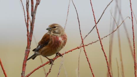 Sortie nature, les oiseaux migrateurs de la Pointe de l