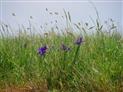 Maison_du_marais_longeville_fleurs