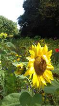 Parc floral court d'aron