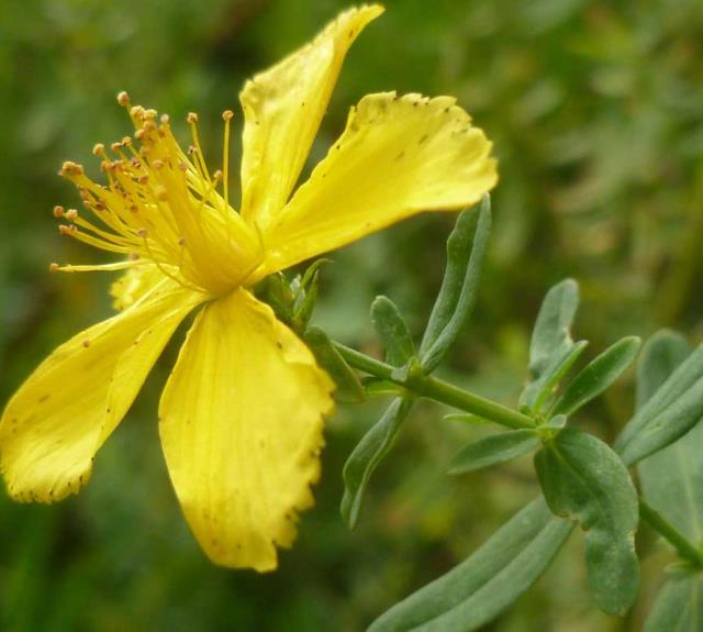 Les Ateliers de Jo Mélier aux Sables d'Olonne - Plantes-et-Macerats-JoMelier-2-