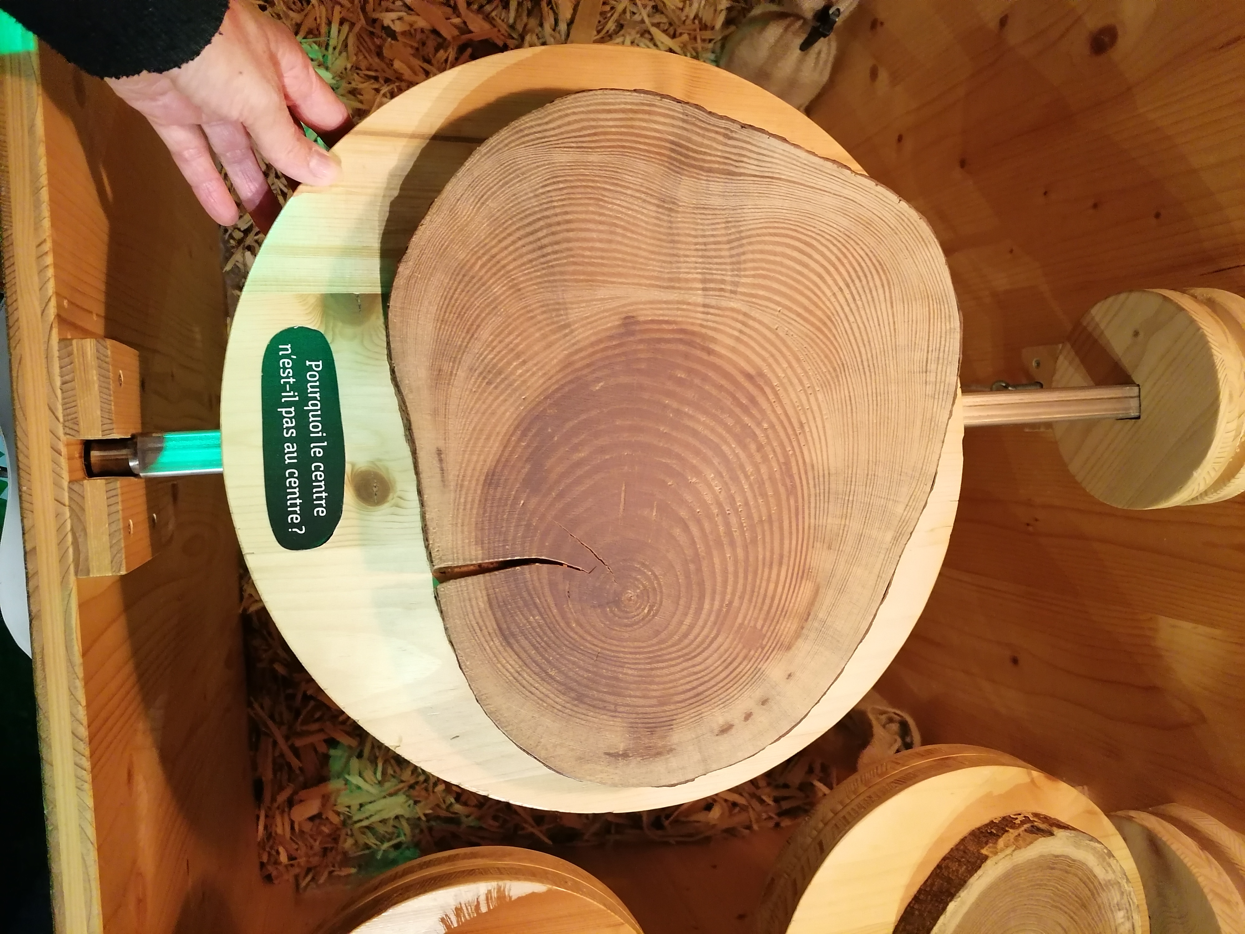 Visite flash « De la petite graine au bois »
