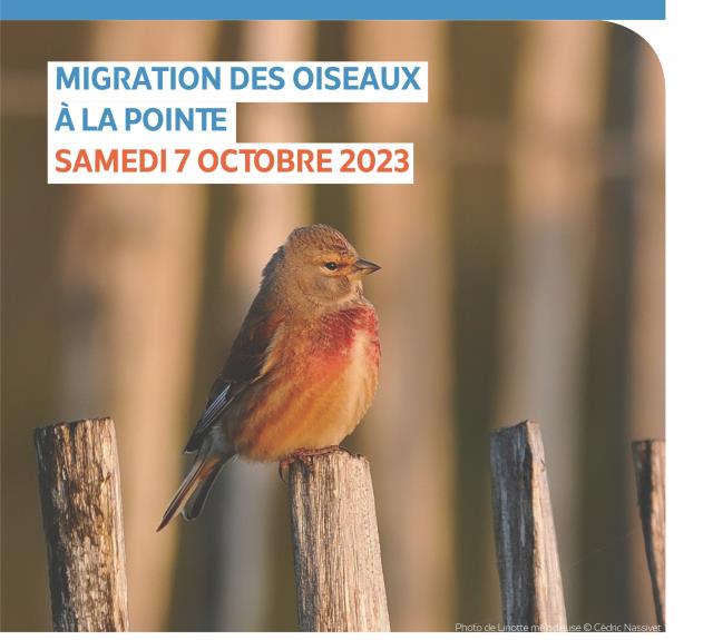 LPO85-L'Aiguillon-la-Presqu'île-affiche sortie migration-Eurobirdwatch