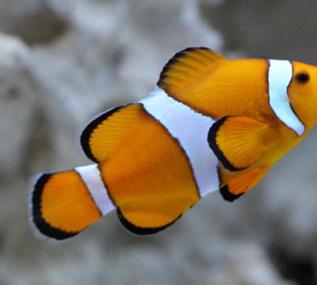 aquarium-vendee-talmont-poisson