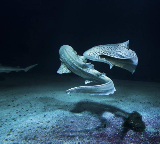 aquarium-vendee-talmont-requin