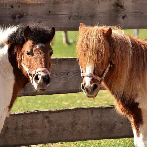 balade à poney