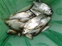 bourriche de poissons