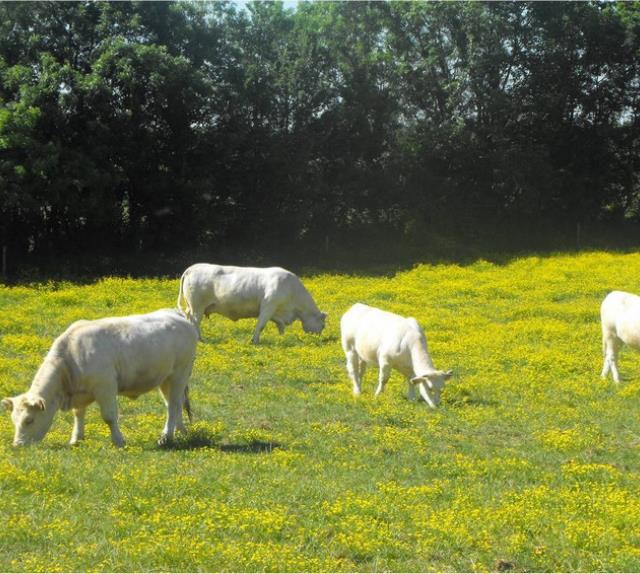 bovins au près