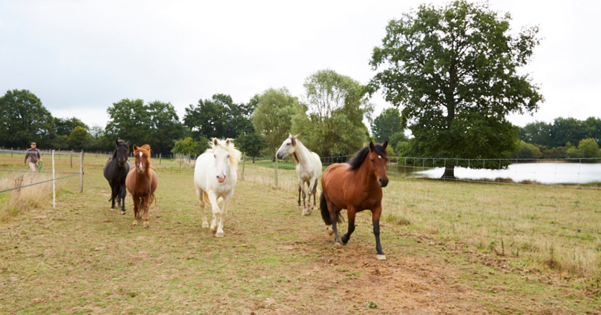 centre equestre equita'sion