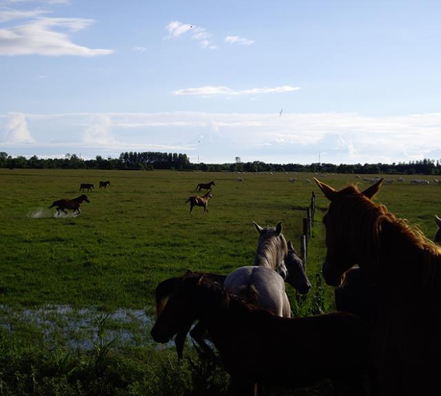 gite-curzon-bonne-rade-marais-chevaux