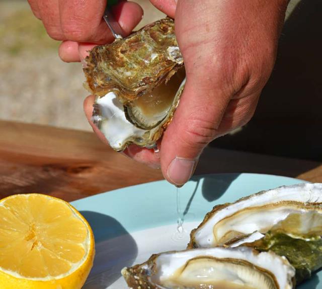 gite-ocean-talmont-domaine-guittiere-proche-parcs-huitres