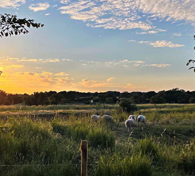 gite-talmont-st-hilaire-domaine-guittiere-marais-moutons