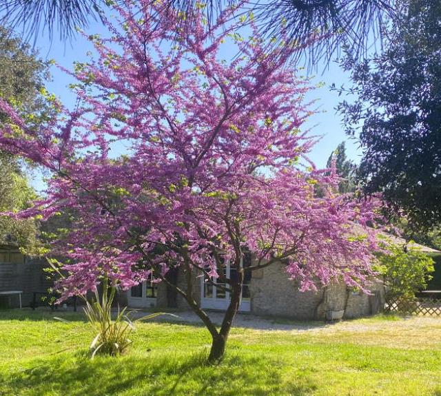 gite-talmont-st-hilaire-domaine-guittiere-parc-arbore