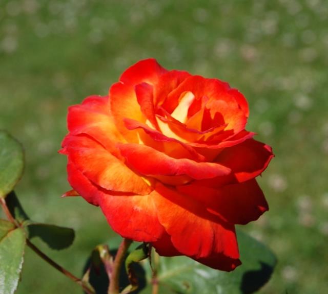 Rose de la roseraie des Sables d'Olonne - les-sables-dolonne-2