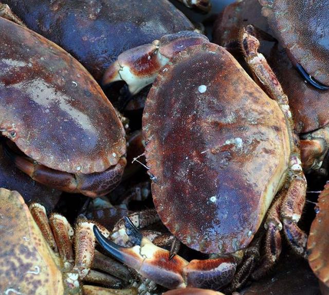 ostreiculteur-talmont-st-hilaire-robin-crabes