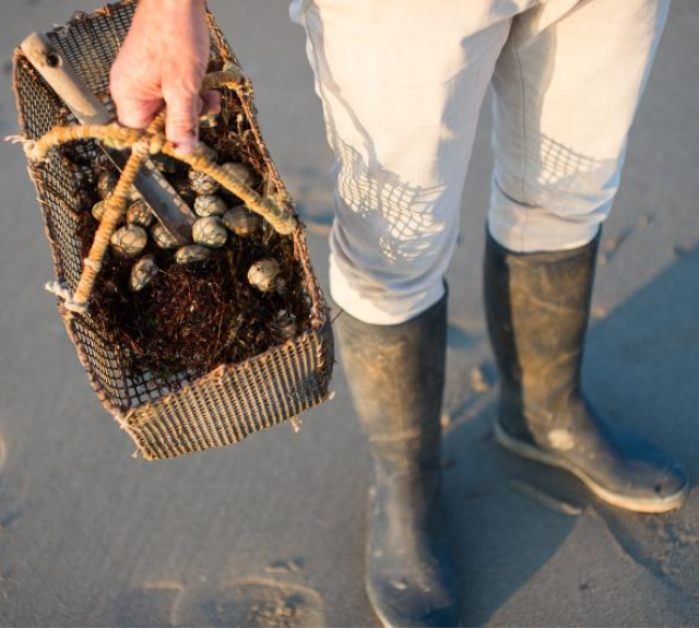 Porte-appâts à 6 Hameçons Inversés – Cage à Appâts Granulés Pour Carpe, Tilapia, Anguille, Rotation 360°, Eau Douce