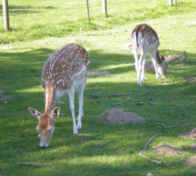 parc des Engoulevents 3
