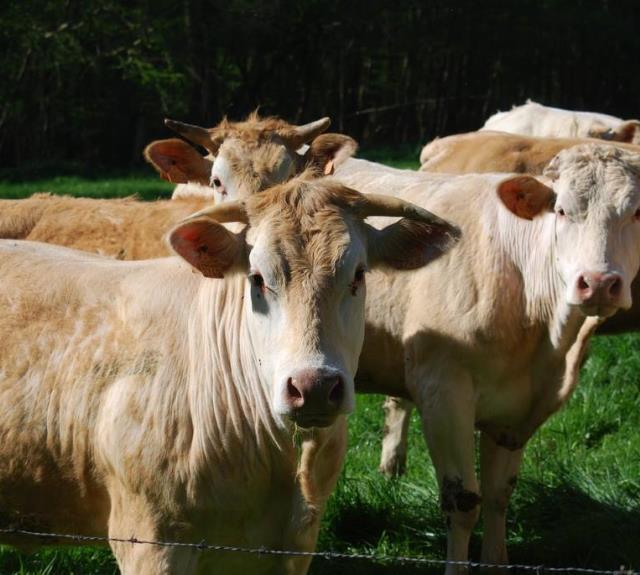 producteur-bernard-ferme-vaiquerie-vaches