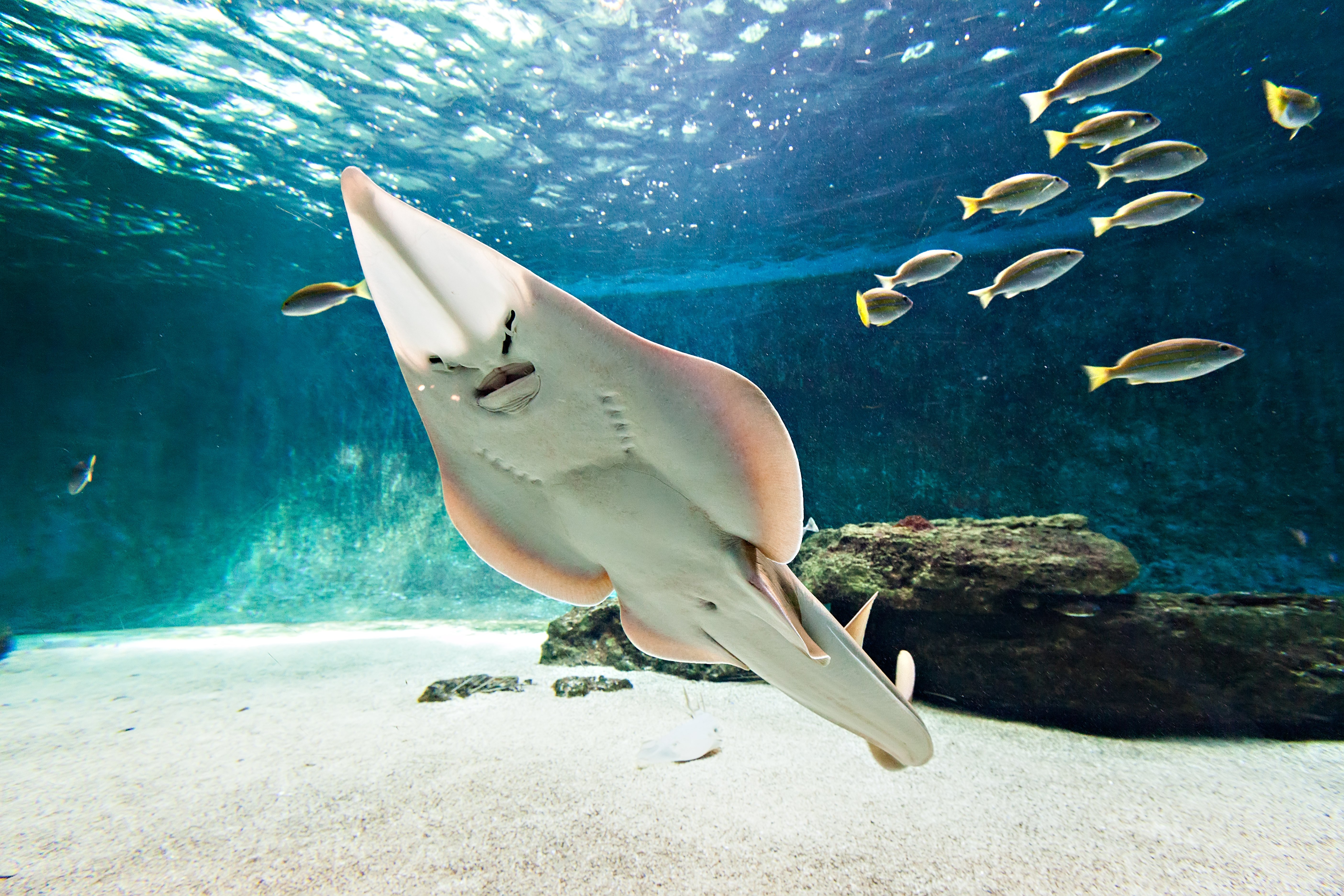 ©Aquarium de Vendée raie guitare (2)