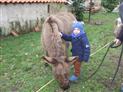 relaisdesanescommequiers (2)